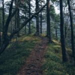 adventure-forest-nature-4029-824x550