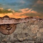 emperor-snake-661530_1920