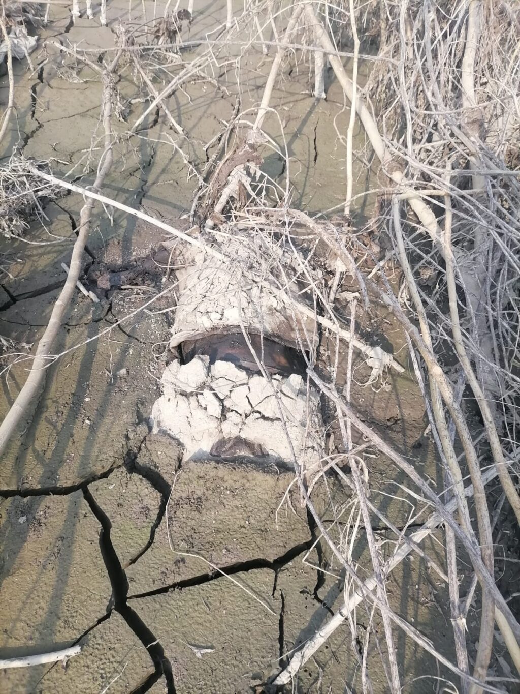 Imagen de WhatsApp 2025-10-27 a las 23.32.39_c1448be3